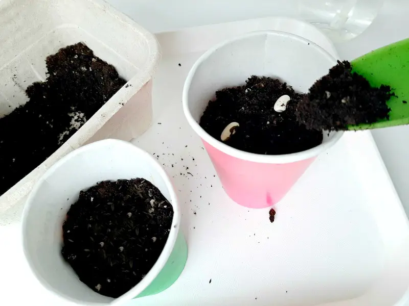 Planting Seeds with Toddlers