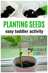 Planting Seeds with Toddlers - My Bored Toddler