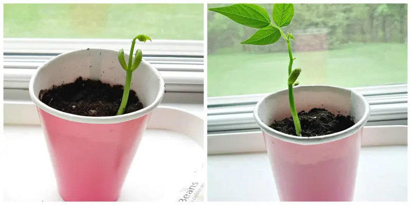 kids planting seeds in cups