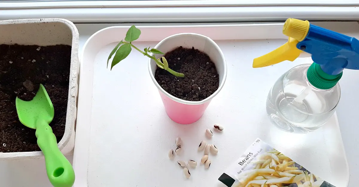 kids planting seeds in cups